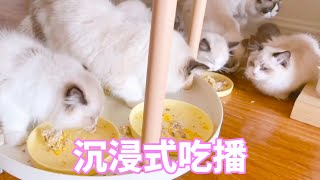 沉浸式猫咪吃播，包含猫饭制作过程，千万不要错过 [upl. by Herzig]