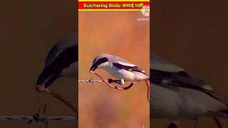 Shrike Birdsकसाई चिड़िया shorts wildlife [upl. by Rubens184]