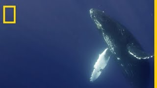 Le chant de la baleine à bosse [upl. by Steinke]