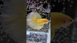 👌Super Active Golden Betta fish😍shorts shortsfeed trending viral1millionview bettafish yt [upl. by Bone]