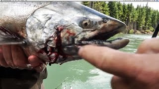 KILLER SEALS ATTACK FISHERMENS KING SALMON BUT FISHERMEN WIN [upl. by Schofield496]