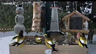 Evening Grosbeaks Arrive One by One – Jan 30 2019 [upl. by Cathrin]