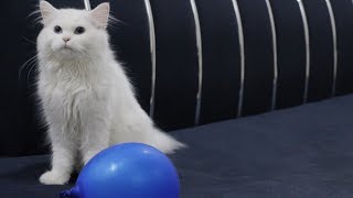 Balloons Scaring Cats kitten cat funnycats [upl. by Erreid565]