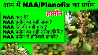 आम में NAA हार्मोन का प्रयोग कबकैसे और कितनी मात्रा में करे  How to use PLANOFIX in Mango Orchards [upl. by Stubbs]