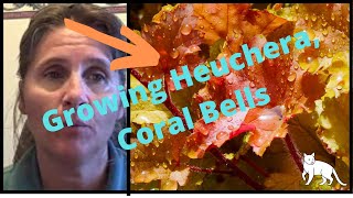 How to Grow Heuchera Coral Bells and Heucherella Plants In the Garden [upl. by Naaman]