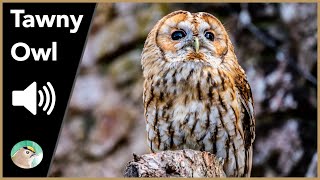 Tawny Owl  Sounds [upl. by Jilli]