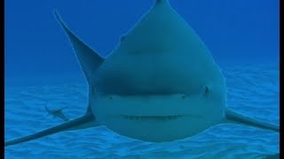 Diving with Dangerous Bull Sharks  Deadly 60  BBC Earth [upl. by Salomon]