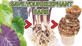 How To Overwinter Your Elephant Ear Plants  Colocasia esculenta [upl. by Kneeland]