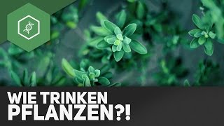 Wie trinken Pflanzen [upl. by Ainesy]