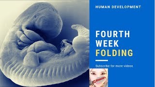 Medical embryology  Folding [upl. by Gobert]