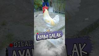 Geboy Si Ayam Galak  Dibalik Layar marvincalla [upl. by Quartis722]