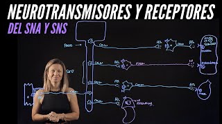 Neurotransmisores y receptores de las neuronas efectoras o motoras del sistemas nervioso [upl. by Rehpetsirhc]