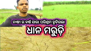 ଆମର ଧାନ ସବୁ ମରିଗଲାମୁଇଁ କାହିଁ ପଲେଇ ଆସିଲିmeghavlog4u [upl. by Tterraj]