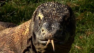 KOMODO DRAGONS [upl. by Lark372]