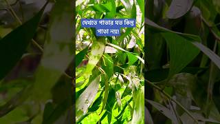 দেখতে পাতার মত কিন্তু পাতা নয় [upl. by Vivienne]