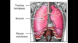 How Breathing Works Animation  Inhalation amp Exhalation Process Video Respiratory System Physiology [upl. by Innej477]