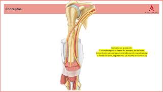 62 Conceptos del brazo Clase de Anatomía Humana de Gray [upl. by Adin933]