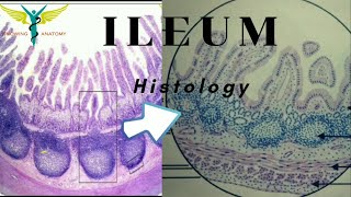 Histology of Ileum [upl. by Eintrok]