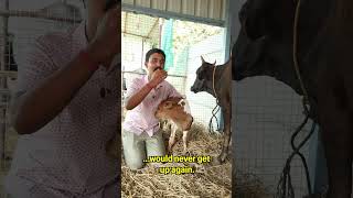 I have a happy news happy animals cow calf newlife sanctuary [upl. by Ibbor912]