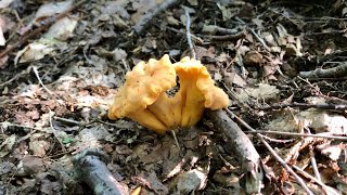 Smooth Chanterelles Cantharellus Lateritius [upl. by Viafore]