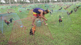 Genius Farming Techniques to Breed Thousand of Elite Roosters [upl. by Enilehcim]