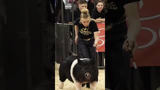 Krew and Karis showing pigs at Gold Rush in Hog Showmaship showpigs pigs livestockshow [upl. by Meryl]