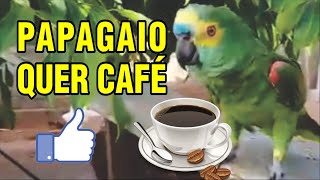 PAPAGAIO FALANDO QUER TOMAR CAFÉ LORO [upl. by Yrreiht472]