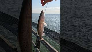 HAVE TO GET THRU ALL THE DINKS TO FIND THE BIGGER TROUTS seatrout speckledtrout spottedseatrout [upl. by Onnem]