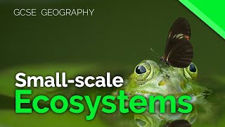 Smallscale ecosystems  AQA GCSE 91 Geography [upl. by Odrick472]