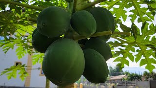 Cutting Fresh Papaya Vegetable Fruit [upl. by Kitrak689]