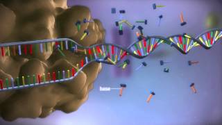 From DNA to protein  3D [upl. by Rico907]