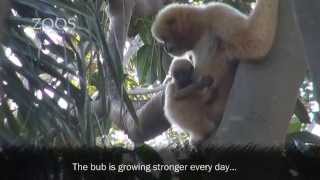 Adelaide Zoo Whitecheeked Gibbon Infant 2014 [upl. by Ehcadroj991]