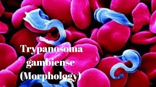 Trypanosoma gambiense  morphology [upl. by Nerrej851]