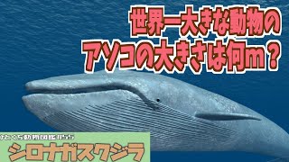 ひとくち動物図鑑55 シロナガスクジラ～いろんなものと比べてみよう～ VOICEROID解説 [upl. by Tamis351]