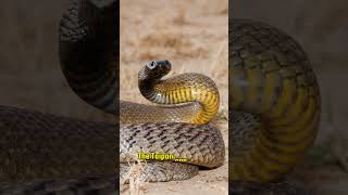 JawDropping Facts About the Worlds Deadliest Snake [upl. by Leiba]