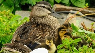 Ducklings First Time Swim In Creek [upl. by Lieberman]