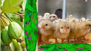 how to raise chickens without antibiotics  murga ko kese grow kare [upl. by Aihsenet]