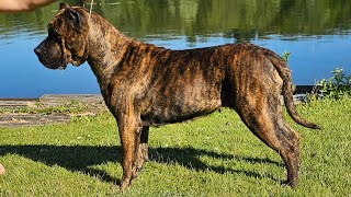 Presa Canario in Guardian Group  UKC Premier 2024  The Proper K9 [upl. by Odoric]