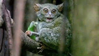 TARSIUS TARSIER eating grasshopper in Tangkoko Nature Reserve  North Sulawesi Indonesia [upl. by Niwrad948]