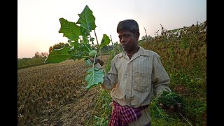 Baikunthapur Tarun Sangha BTS West Bengal [upl. by Bikales623]