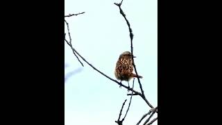 Paprastosios kiauliukės Saxicola rubetra jauniklis shorts birds [upl. by Adalbert]