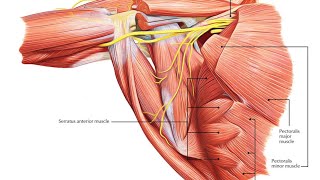 Pectoralis Major and Pectoralis Minor quotInside the Body A Journey Through Dissectionquot [upl. by Jorey]