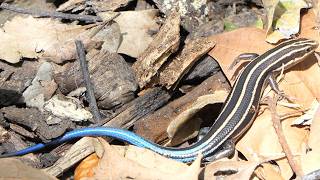 Fivelined Skink slinks away [upl. by Padraig]