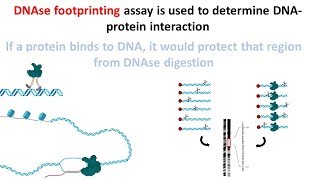 DNAse footprinting assay [upl. by Teresa]