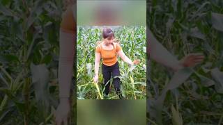 nature reels farmer farmlife shortvideo shorts viralvideo farming [upl. by Itteb]