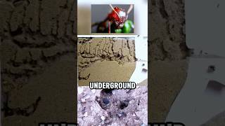 The Incredible Underground Cities of Ants [upl. by Ellenod797]