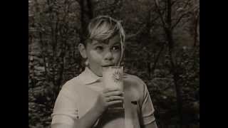 Borden Dairy Company  Milk  The Giant Redwoods  Vintage Commercial  1950s  1960s [upl. by Panter]