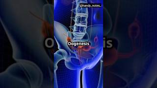 Process Of Oogenesis oogenesis reproduction [upl. by Llenej]