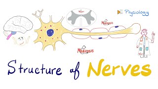 Structure of Neurons  Nerve Physiology Quick Review  Antomy and Physiology [upl. by Remington]