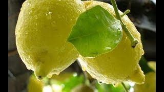 Ricetta della granita di limone  casaegiardinoit [upl. by Oicnedurp489]